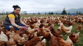 Salma Tavukçuluk Nasıl Yapılır? Ne kadar Kazandırır?