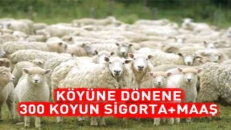 Bayanlara 300 Koyun 2018 Yılında Verilecek