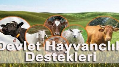 Hayvan Hibesi Almanın En Kolay Yolu
