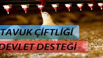 Tavukçuluk İçin Kosgeb Hibe Verir mi?
