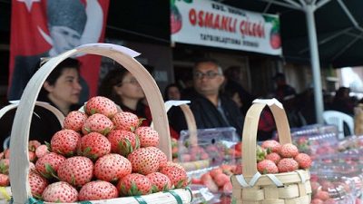 Osmanlı Çileği Üreterek Para Kazanın