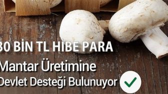 Mantar Yetiştiriciliği İçin Verilen Destekler
