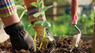 Organik Tarım İşi Yapmak İstiyorum Diyenler