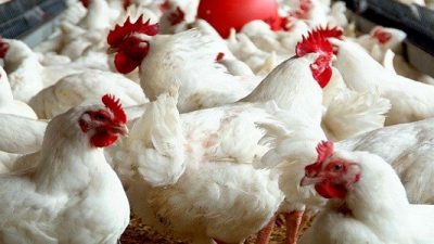 Tavuk Çiftliği İçin Hibe Desteği