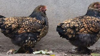 Tavuk Yetiştirerek Para Kazanmak