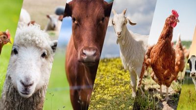 Faizsiz Hayvancılık Kredisi Nasıl Alınır